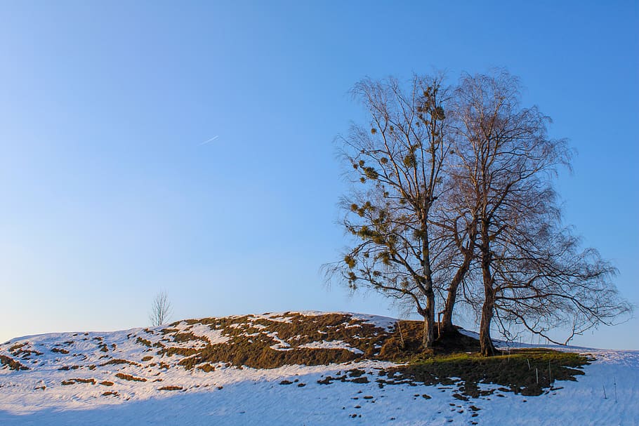tree, plant, tree trunk, nature, outdoors, countryside, snow HD wallpaper