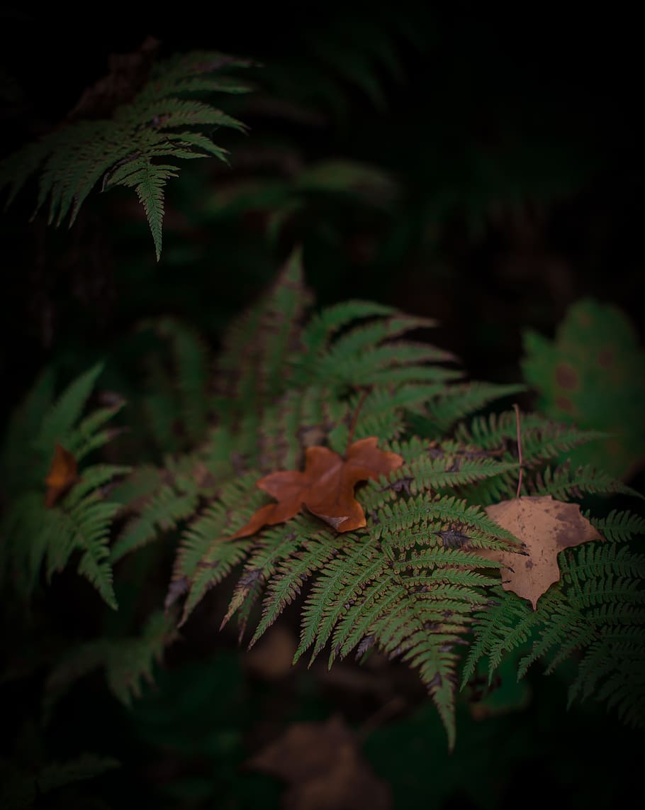 united states, duluth, leaf, plant part, growth, tree, green color HD wallpaper