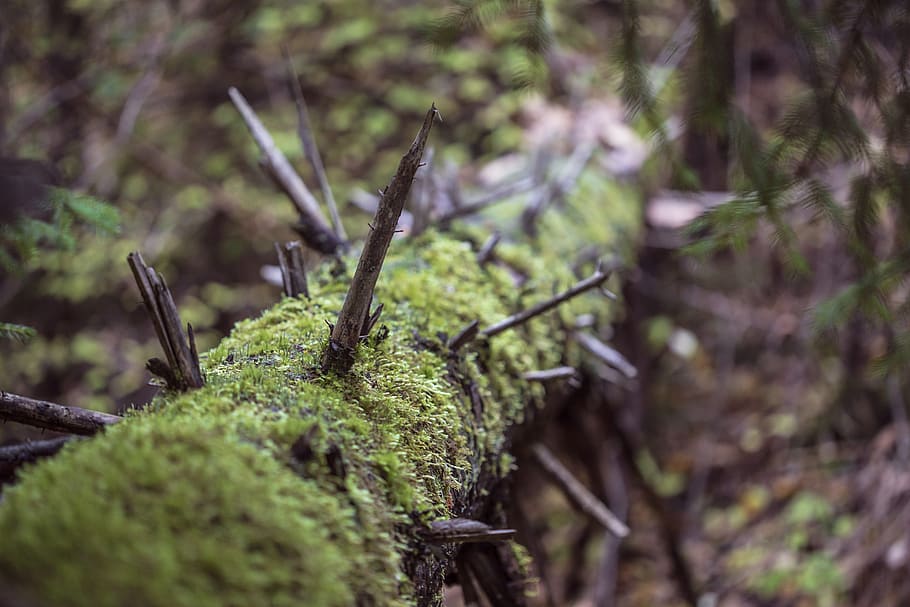 tree, nature, moss, old, woods, forest, ground, fall, macro HD wallpaper