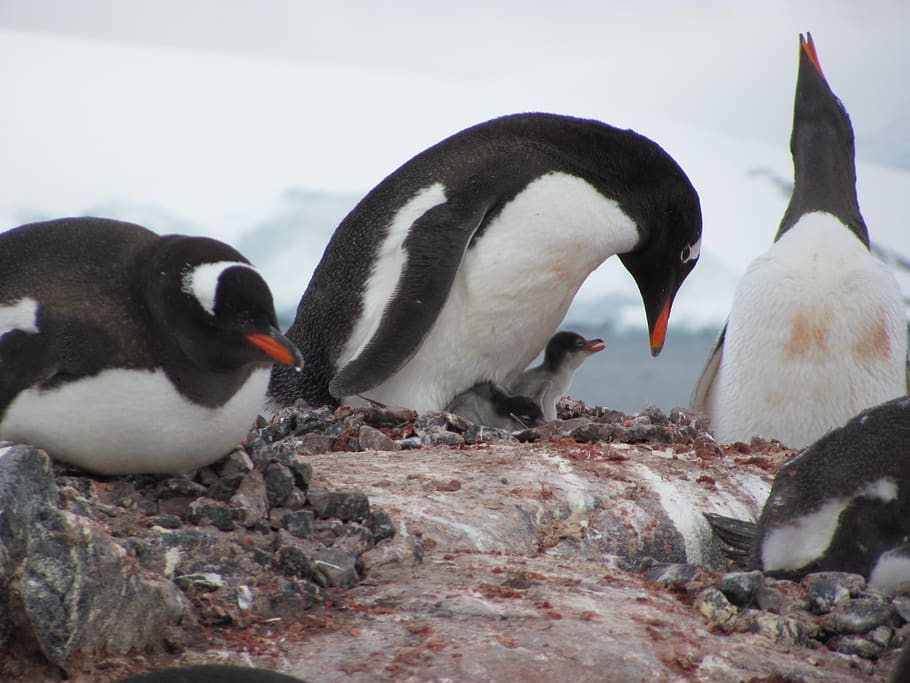 antarctic, penguin, gentoo, group of animals, animal wildlife HD wallpaper