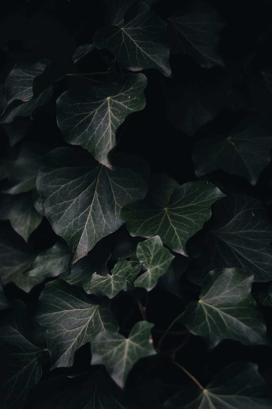 Photography of Green-Leaf Plants, blur, close-up, dark, environment HD wallpaper