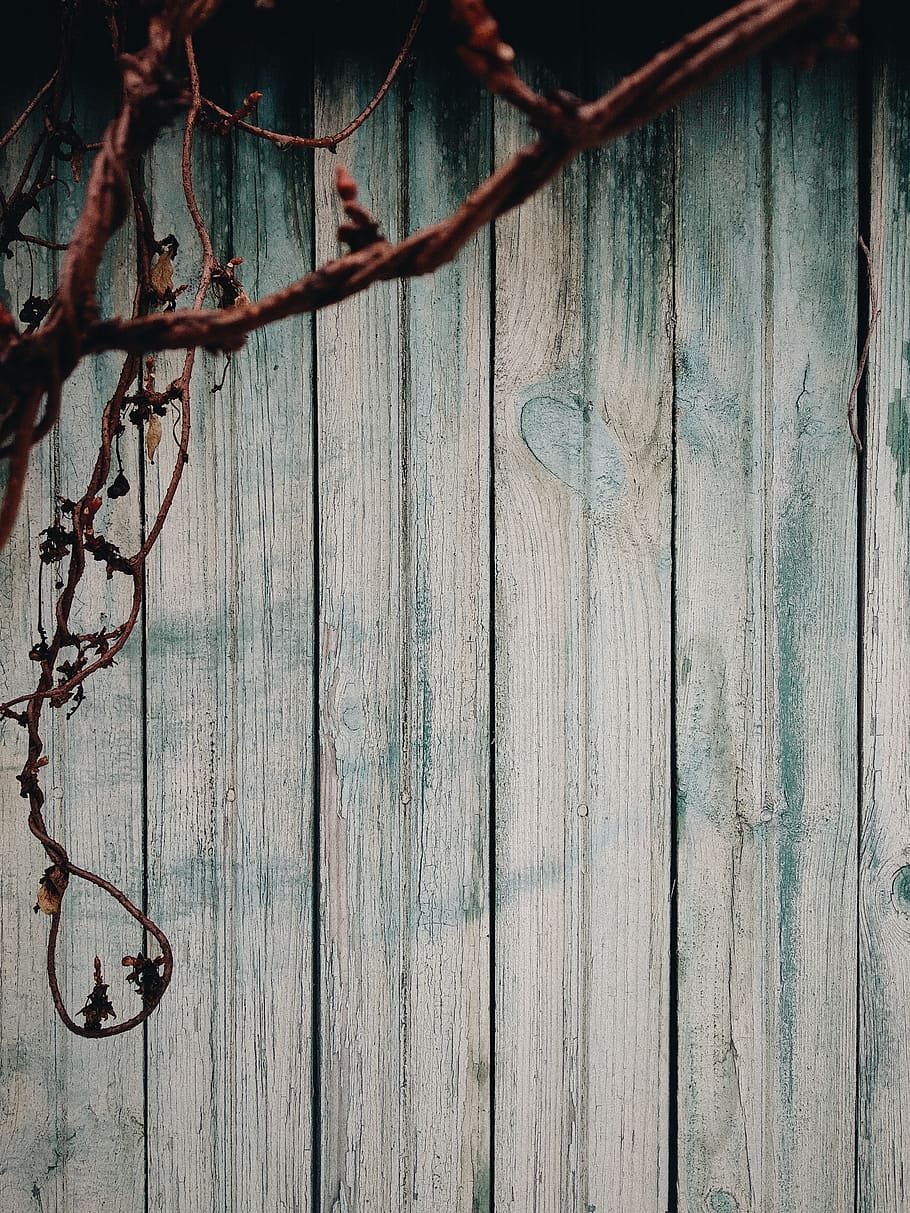 gray wooden panel, ukraine, kyiv, rust, texture, fence, tree, HD wallpaper