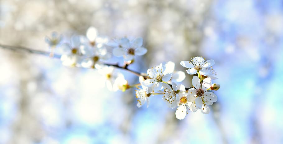 tree blossoms, white flowers, spring, bloom, nature, plant HD wallpaper