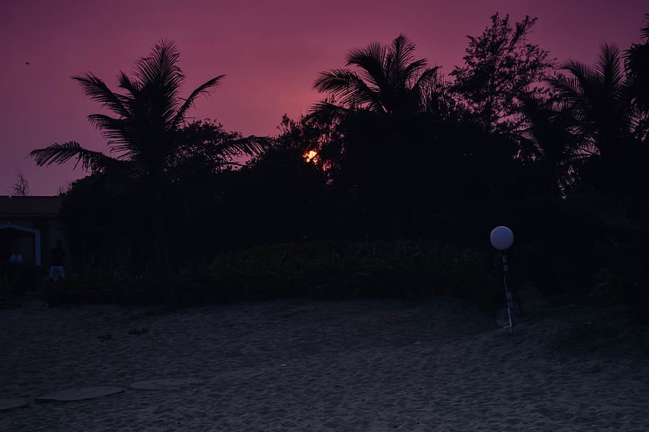 sunset, trees, silhouette, evening, orange, magenta, plant HD wallpaper