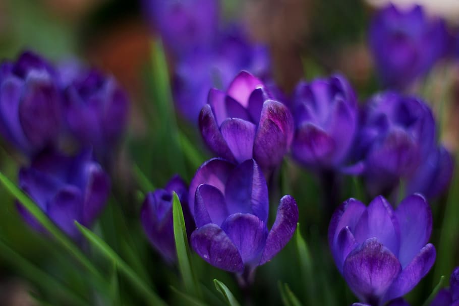 crocus, spring, blue, flowers, violet, garden, frühlingsanfang HD wallpaper