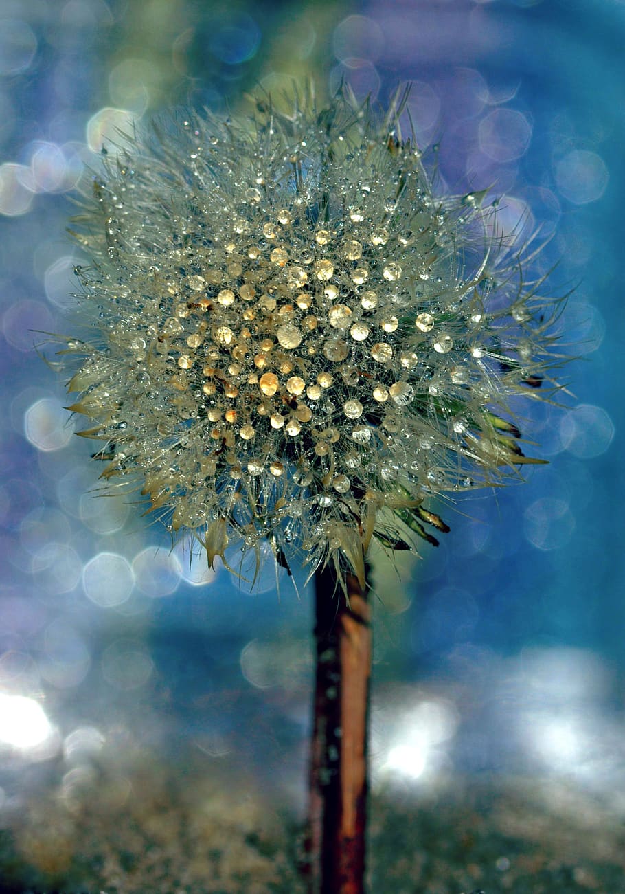 dandelion, drops, wet, dew, plant, water, flower, flowering plant HD wallpaper