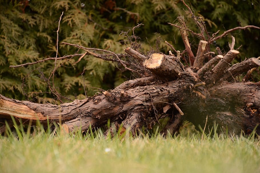 wood, tree, forest, nature, landscape, background, mood, trees HD wallpaper