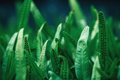 plant biology wallpaper