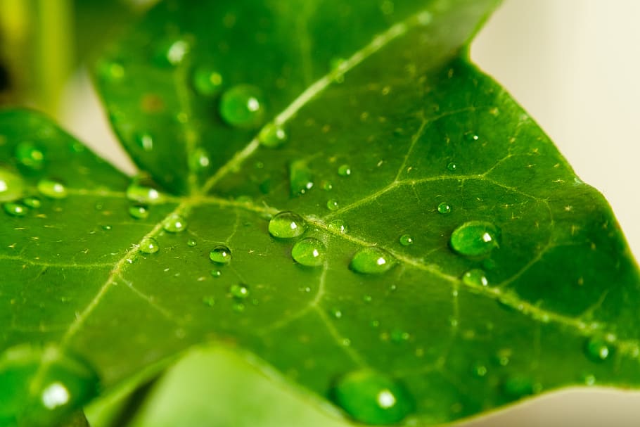 leaf, green, water, nature, plant, foliage, macro, drops, rain HD wallpaper