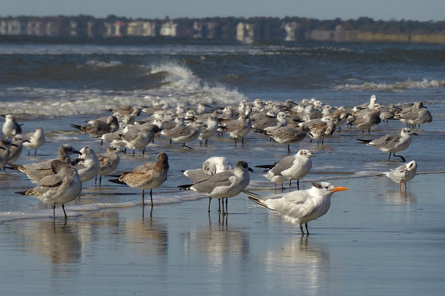waves, ocean, seagulls, army, nature, surf, beach, sand, flock HD wallpaper