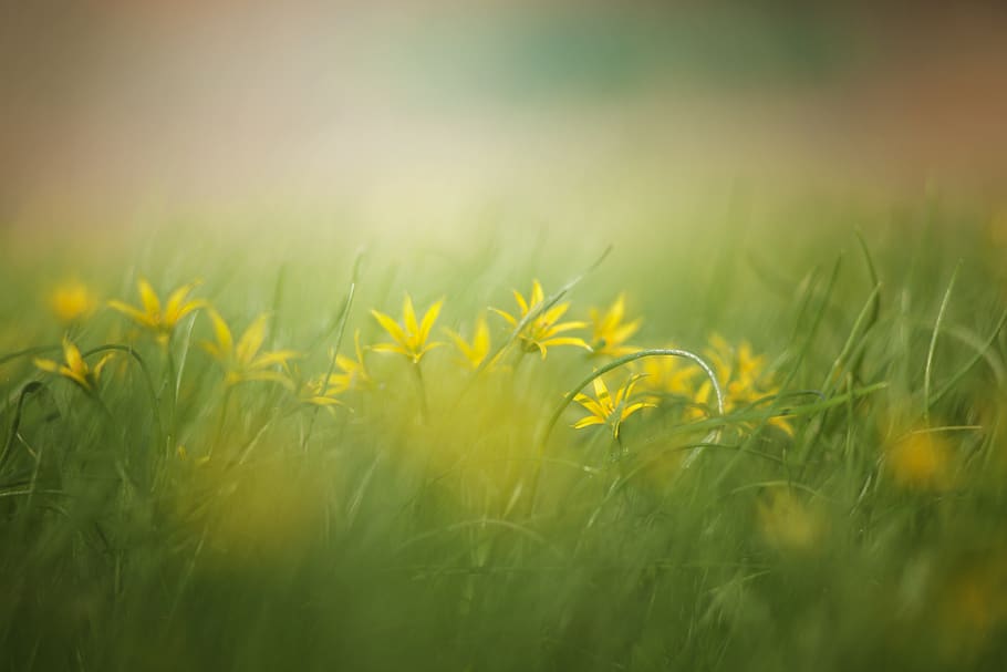 HD wallpaper: grass, nature, haymaking, field, summer, yellow flowers,  background | Wallpaper Flare