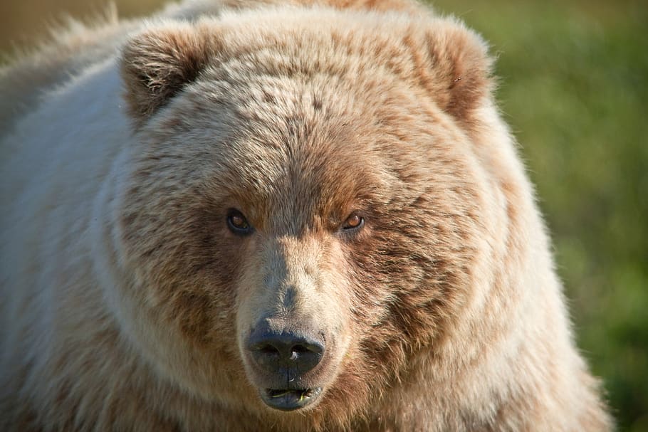 bear, grizzly, female, nature, animal, mammal, wildlife, predator, HD wallpaper