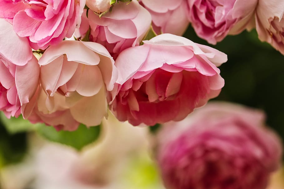 roses, pink, romantic, nature, background, flowering plant HD wallpaper