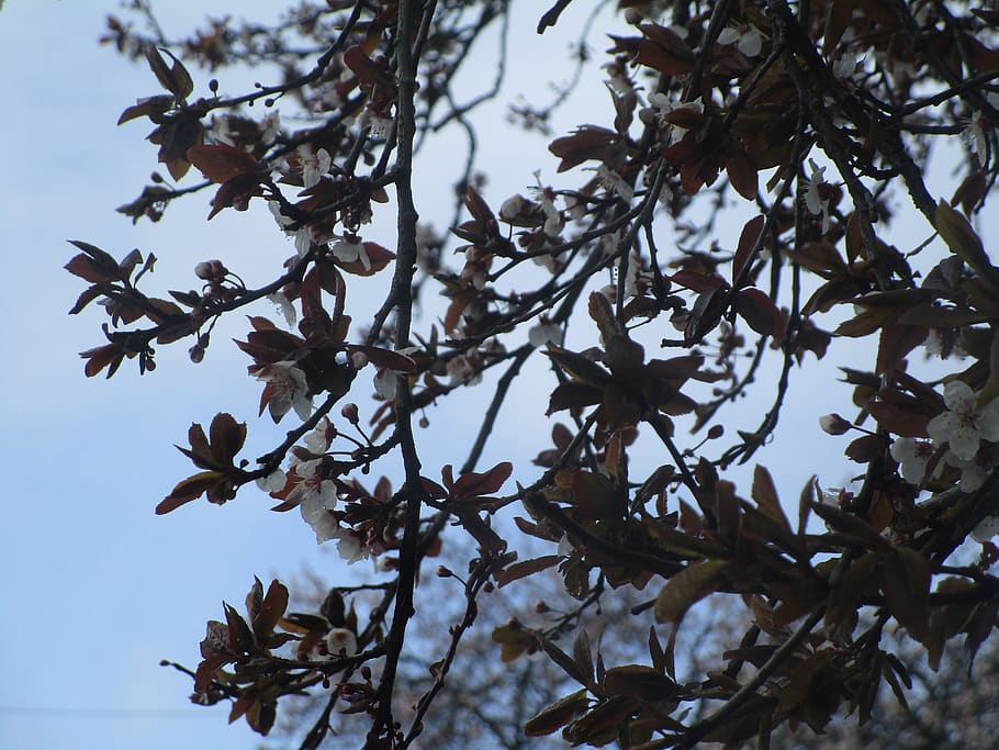 cherry blossoms, sakura, plant, tree, growth, branch, low angle view HD wallpaper