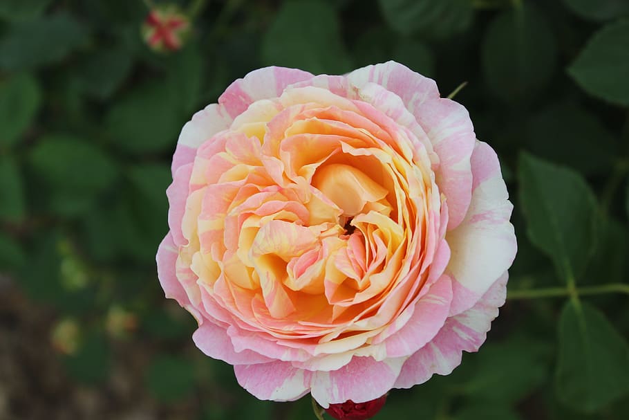 flowers, rose, natural, flowering plant, petal, beauty in nature HD wallpaper