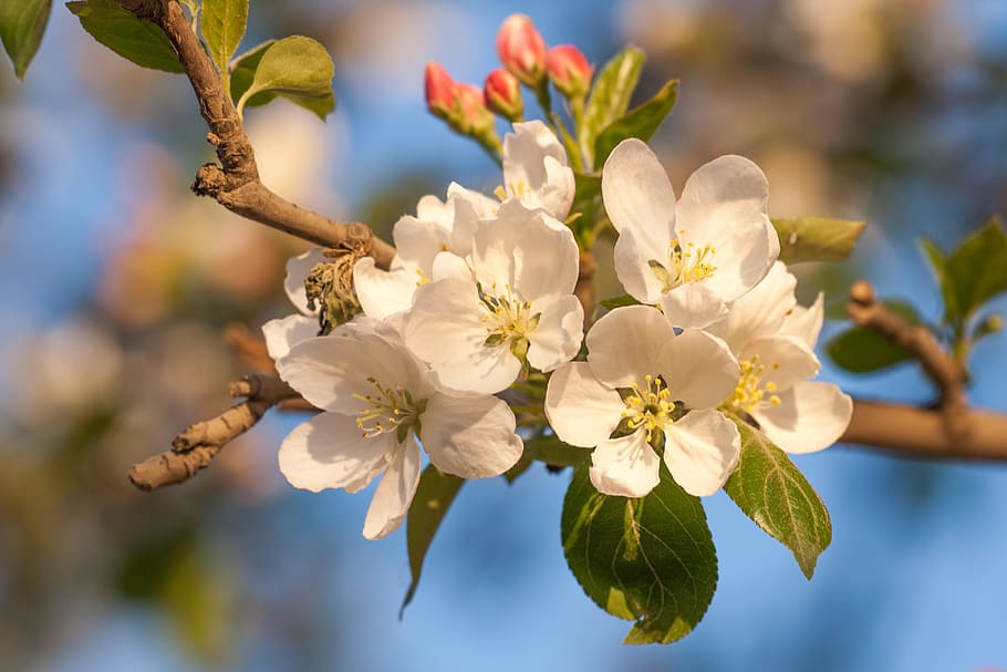 spring, flower, flowers, background, focus, closeup, outdoor HD wallpaper