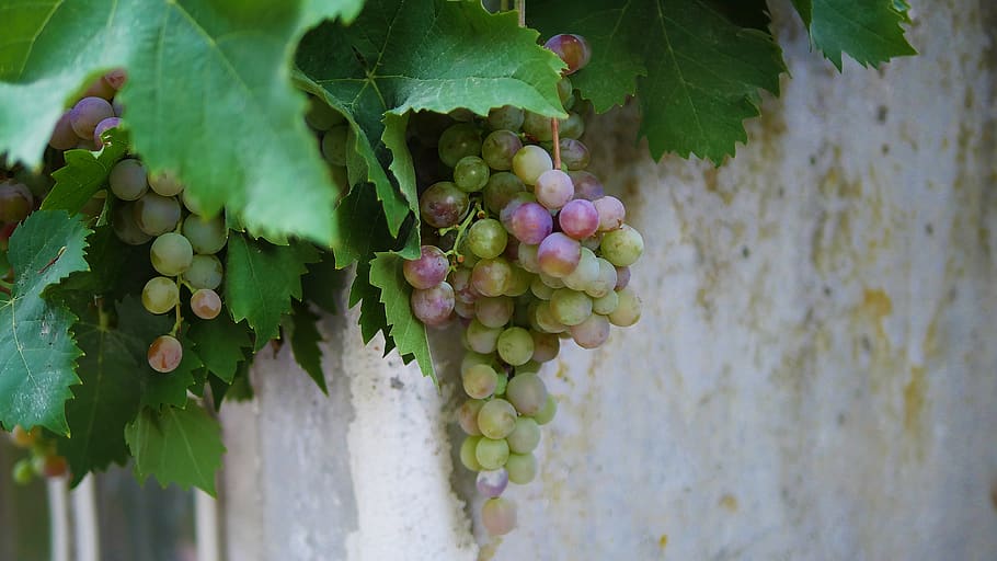 vine, grape, wine, winery, fruit, leaf, vineyard, grapevine HD wallpaper