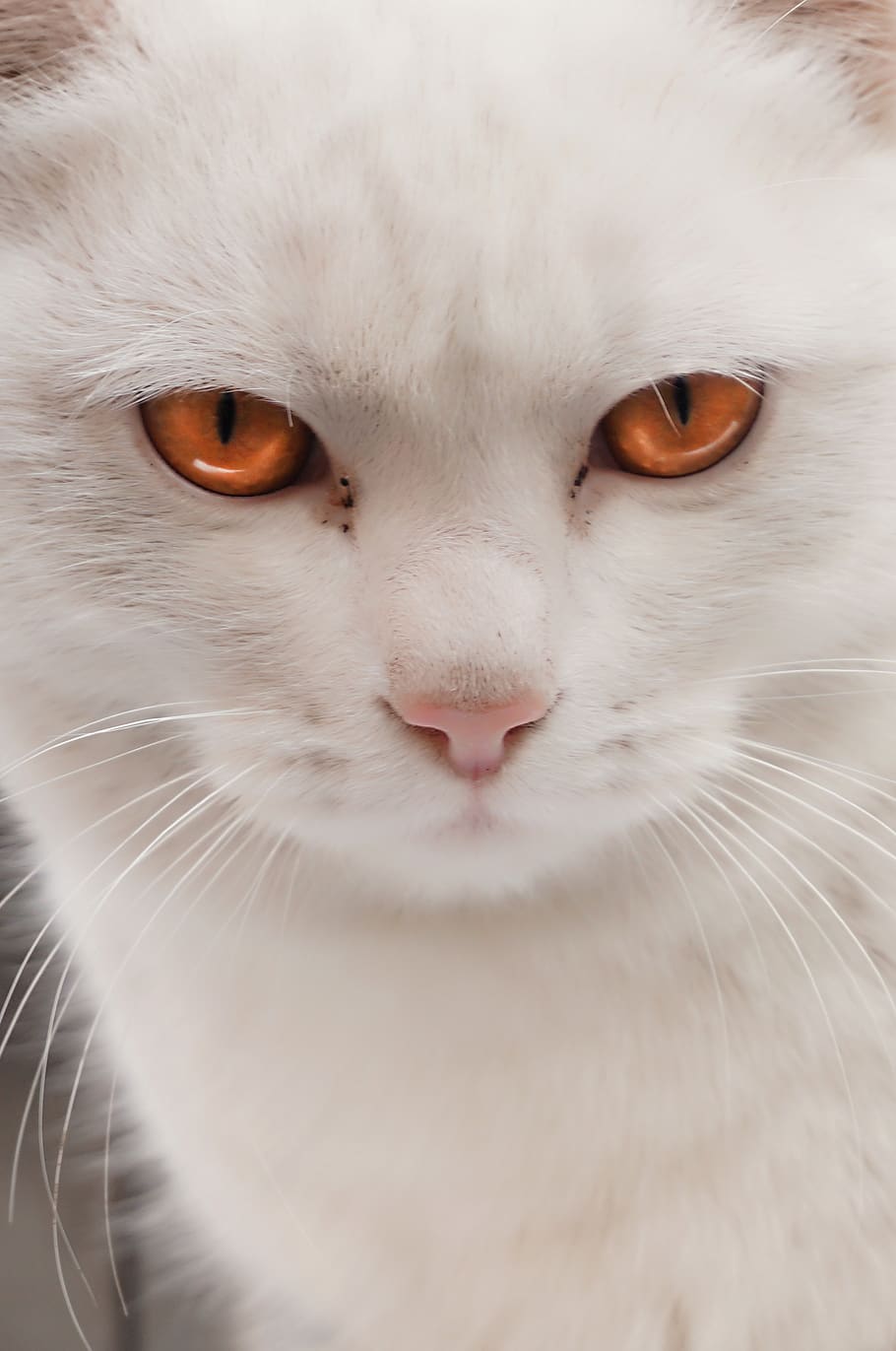 cat, whitecat, fluffy, animal, feracat, alleycat, straycat HD wallpaper