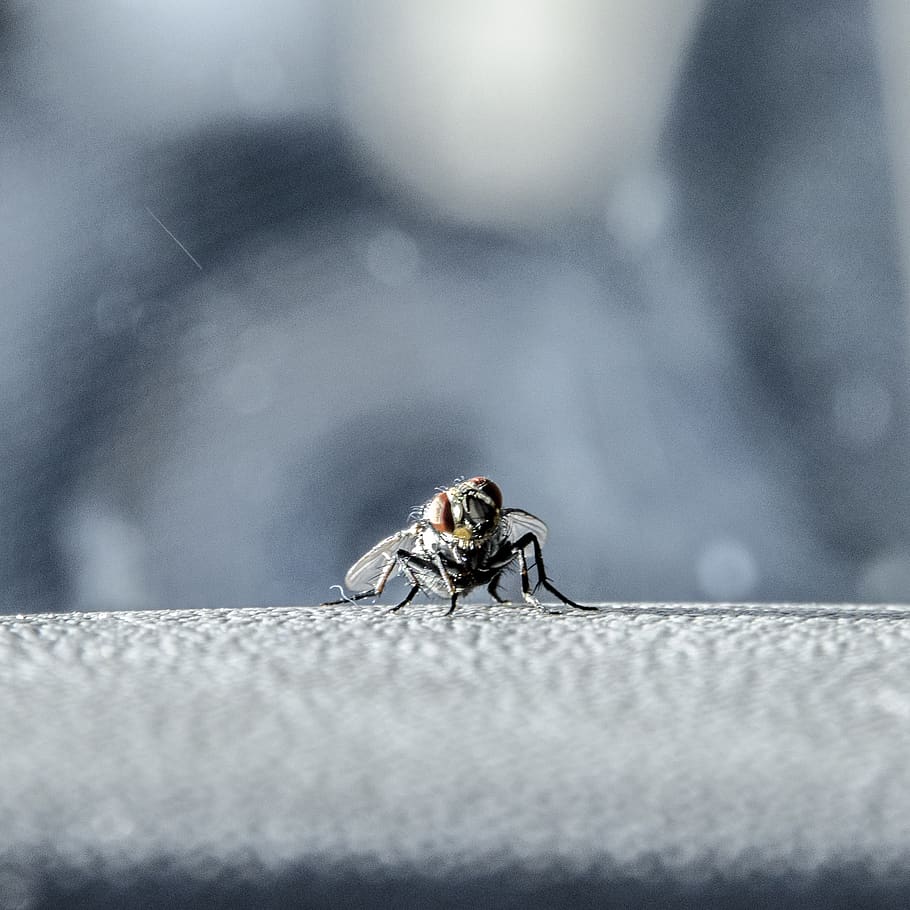 fly, macro, insect, animal themes, one animal, animal wildlife HD wallpaper
