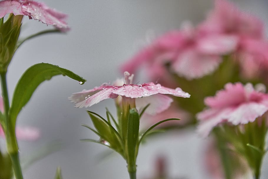 flower, nature, plant, flora, garden, romantic, petals, flowering plant HD wallpaper