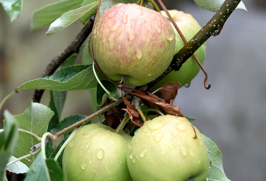 fruit, apples, ripening, leaves, fresh, raindrops, food and drink HD wallpaper