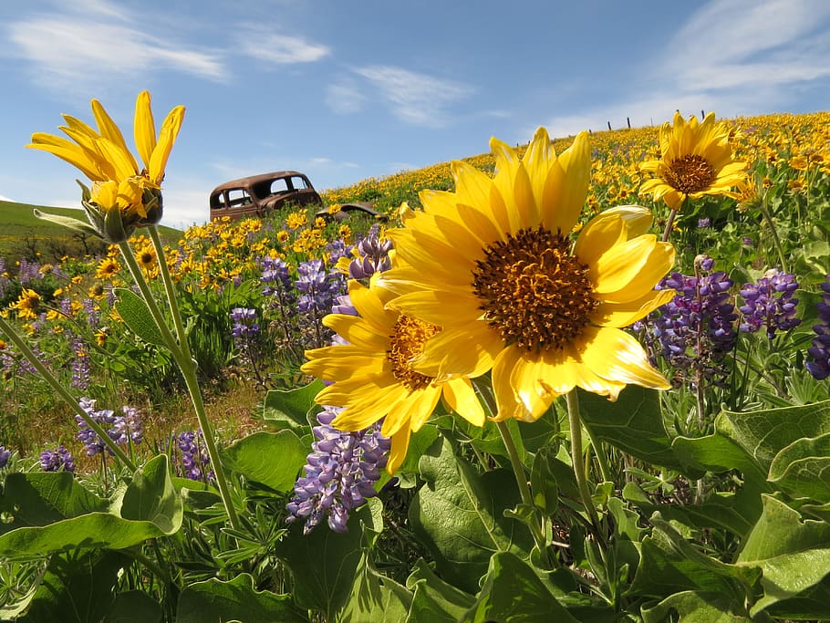 washington state, wildflowers, flowering plant, yellow, growth HD wallpaper