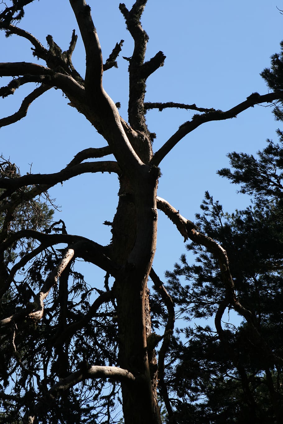 tree, tree trunk, plant, dead_tree, animal, bird, silhouette HD wallpaper
