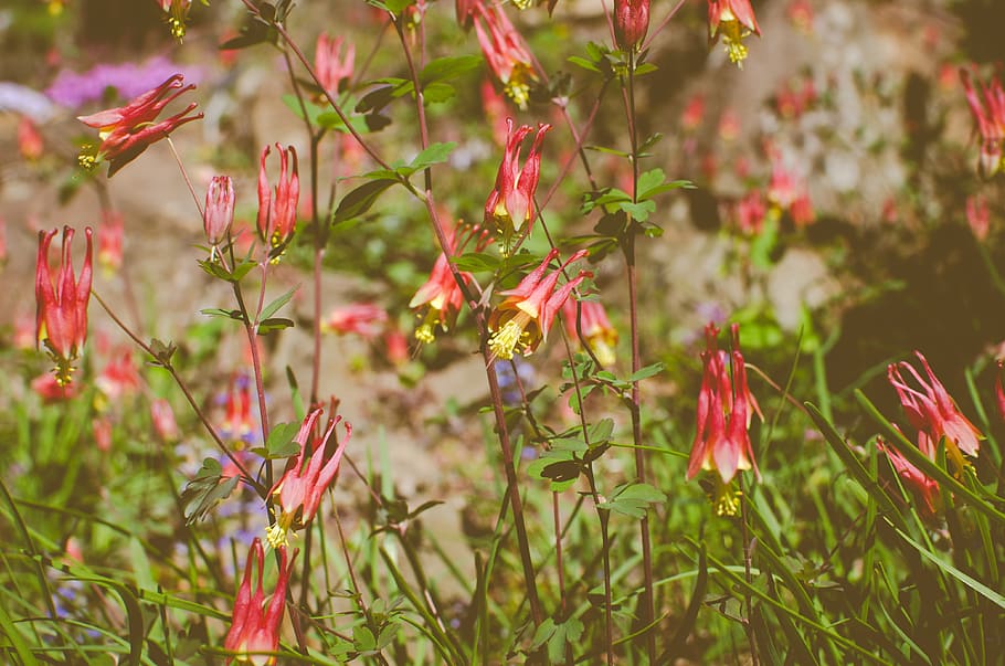 plant, flower, flowering plant, beauty in nature, growth, freshness HD wallpaper