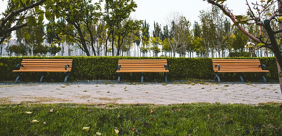 bench, park, seat, plant, tree, empty, growth, nature, absence HD wallpaper