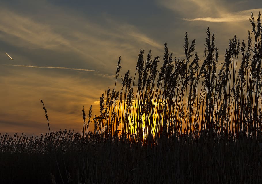 reed, sunset, silhouette, nature, landscape, lake, sky, evening HD wallpaper