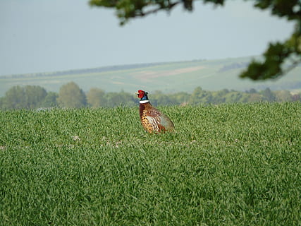 pheasant, nesting, bird watching, british birds, ring neck pheasant HD wallpaper