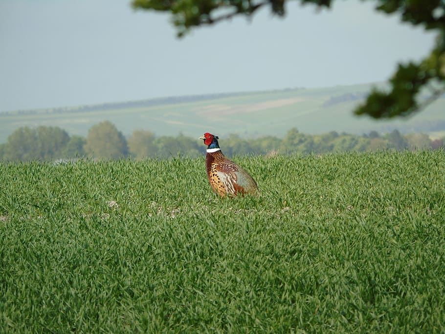 pheasant, nesting, bird watching, british birds, ring neck pheasant HD wallpaper