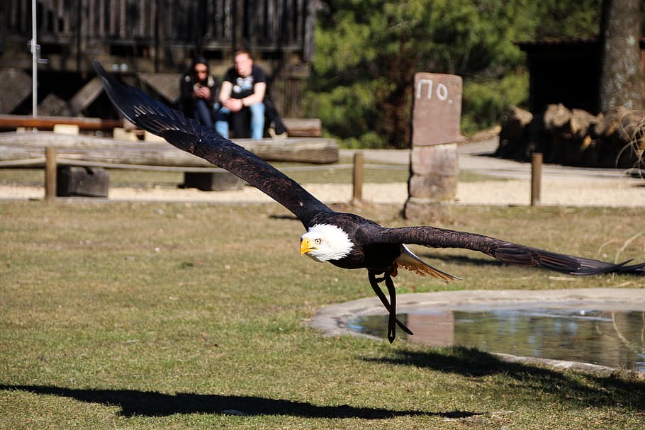 HD wallpaper: bald eagle, bald eagles, adler, white tailed eagle, coat ...