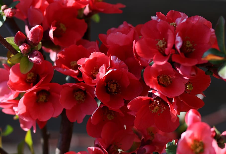 flowers, red, casey, tree, bush, supplies, spring, flora, color HD wallpaper