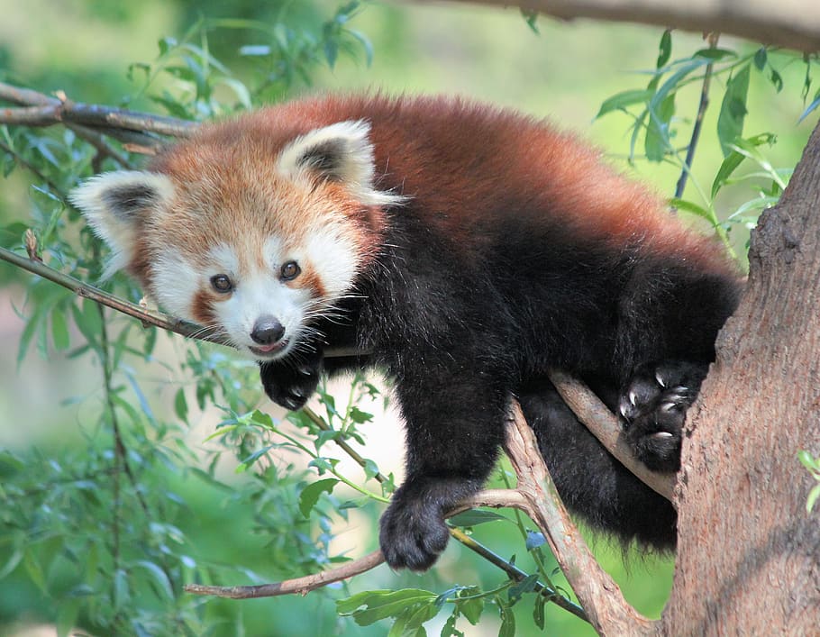 red panda climbing on tree, one animal, animal themes, mammal HD wallpaper