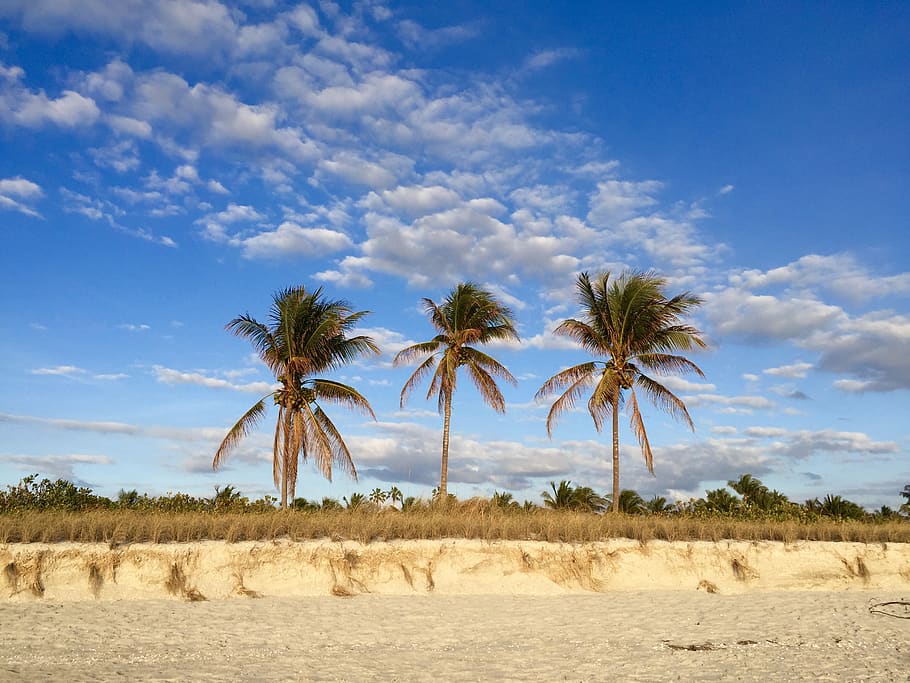 island, palm tree, background, partly cloudy, nature, coast HD wallpaper