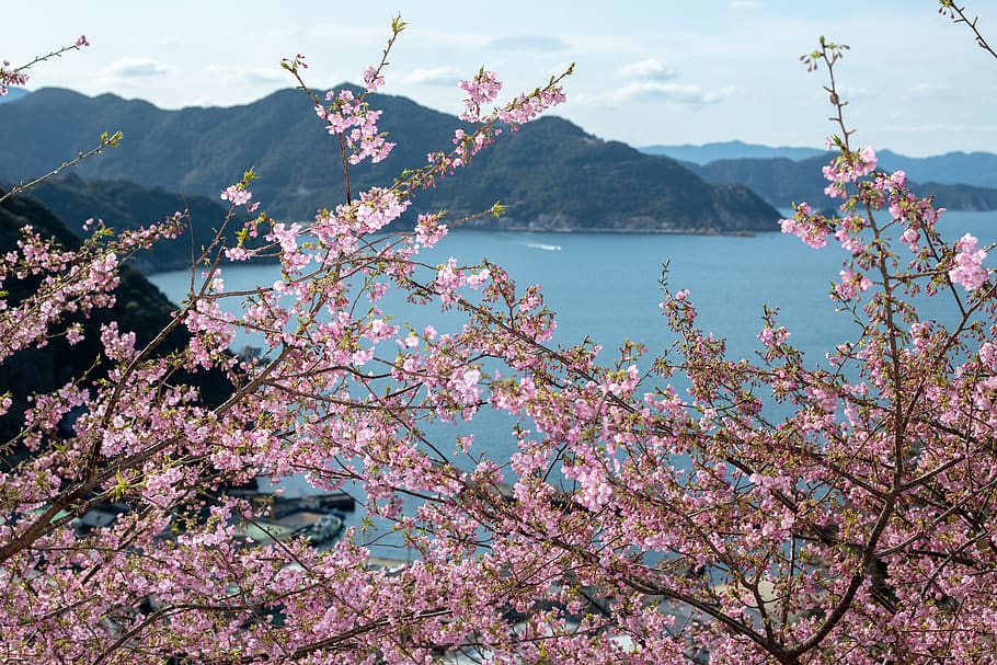 Sakura flowers, beauty in nature, plant, flowering plant, tree HD wallpaper