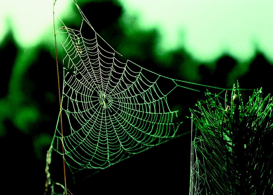 web, spider, structure, nature, silk, insect, pattern, spider web HD wallpaper
