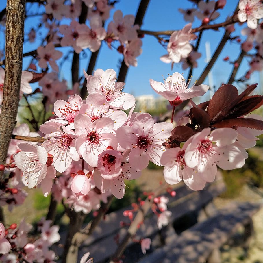 flow, spring, flowers, park, flowering plant, fragility, beauty in nature HD wallpaper
