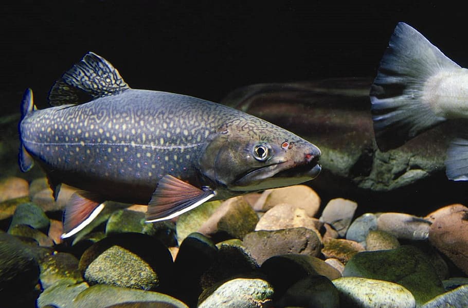 eastern, brook, trout, fish, animal, wild, nature, animal themes HD wallpaper