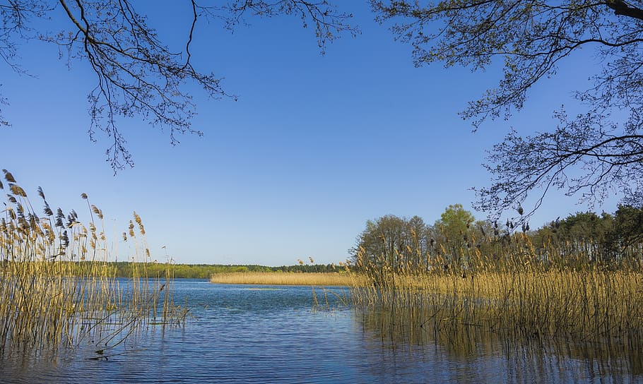 spring, lake, tree, cane, water, landscape, plant, sky, tranquility HD wallpaper