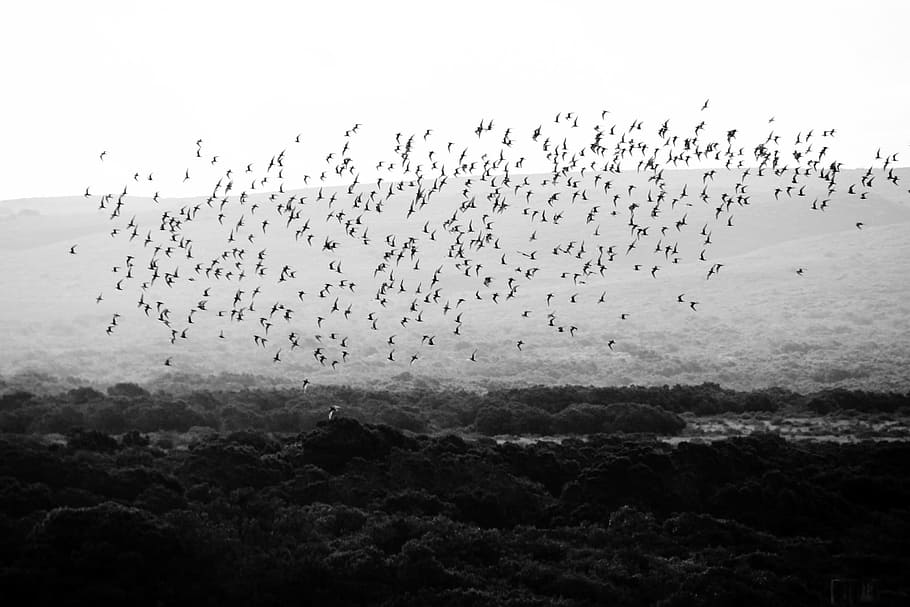 birds, group, fly, flying, nature, large group of animals, animal wildlife HD wallpaper
