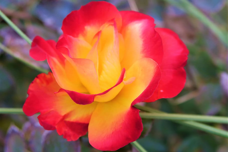 rose, algul, nature, flower, plant, roses, garden, love, romantic HD wallpaper