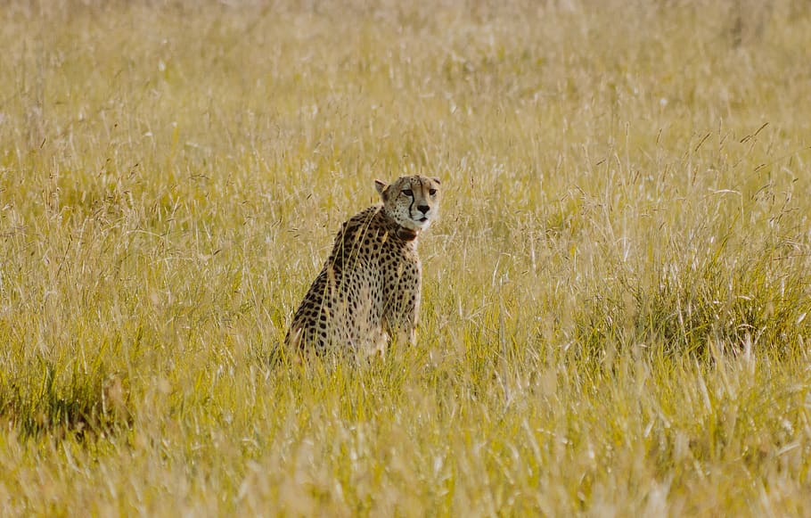 cheetah sitting on green grass, animal, wildlife, mammal, bush HD wallpaper