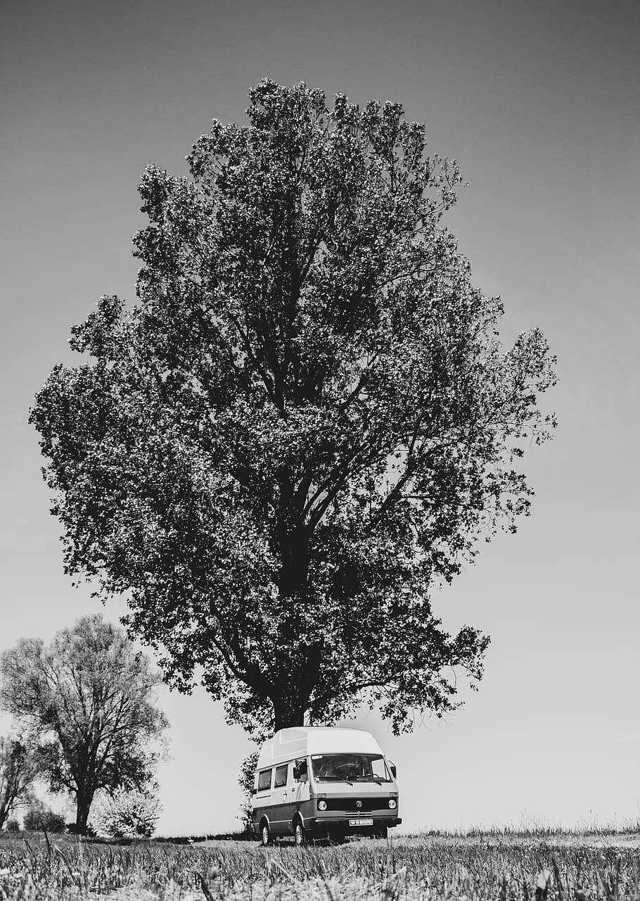 tree, transportation, vehicle, van, germany, adventure, bus HD wallpaper
