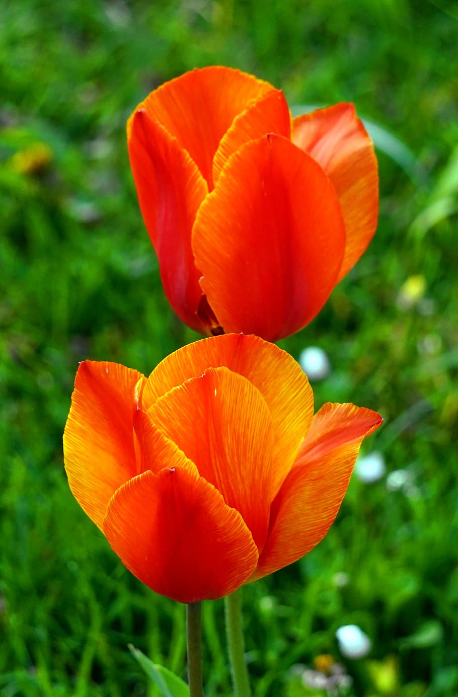 tulip, red, blossom, bloom, spring, flowers, spring flower HD wallpaper