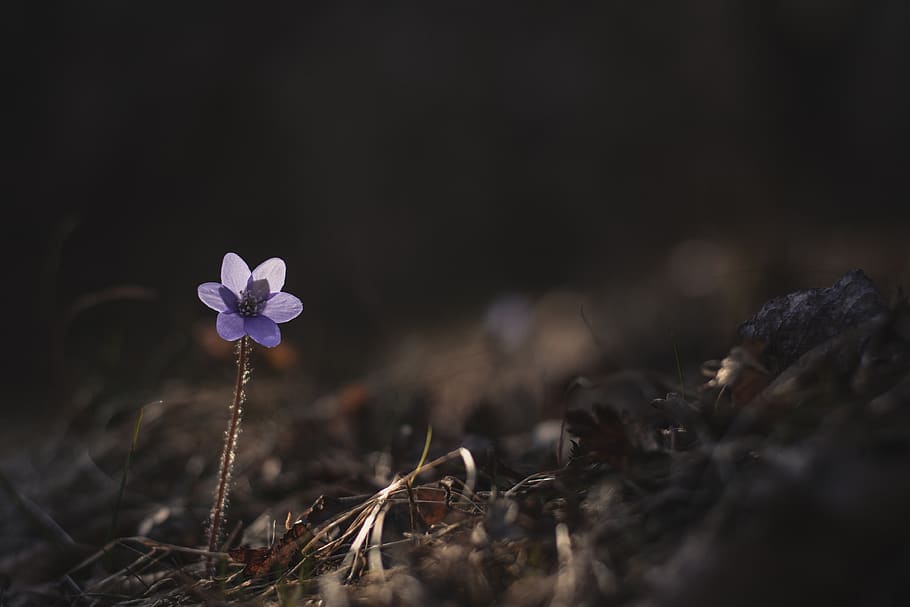 purple petaled flower, flowering plant, vulnerability, fragility HD wallpaper