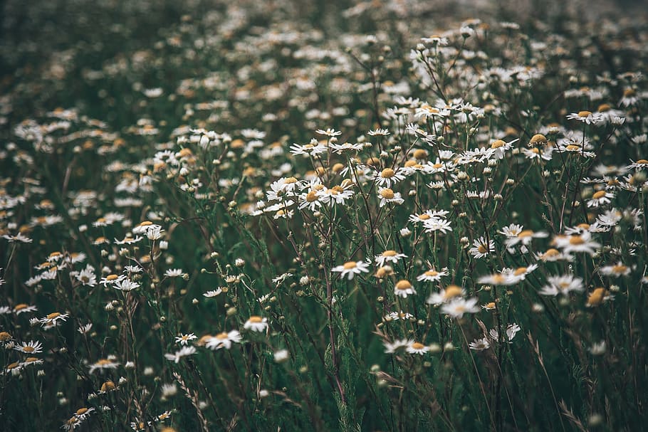 White Common Daisy Flowers, bloom, blossom, field, flora, patagonia HD wallpaper