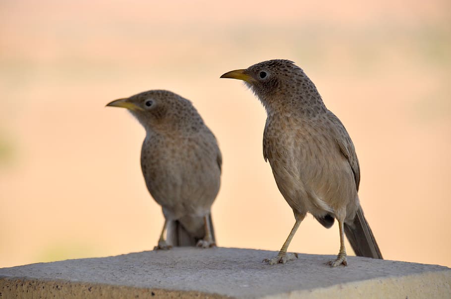 animal, animal themes, bird, group of animals, vertebrate, two animals HD wallpaper