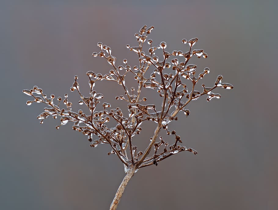 ice, iced, zing rain, frozen, icy, wintry, frosty, cold, plant HD wallpaper